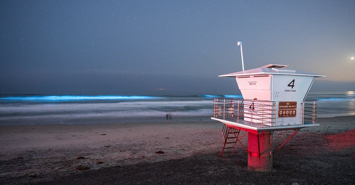Best Beaches for Night Swimming and Bioluminescence