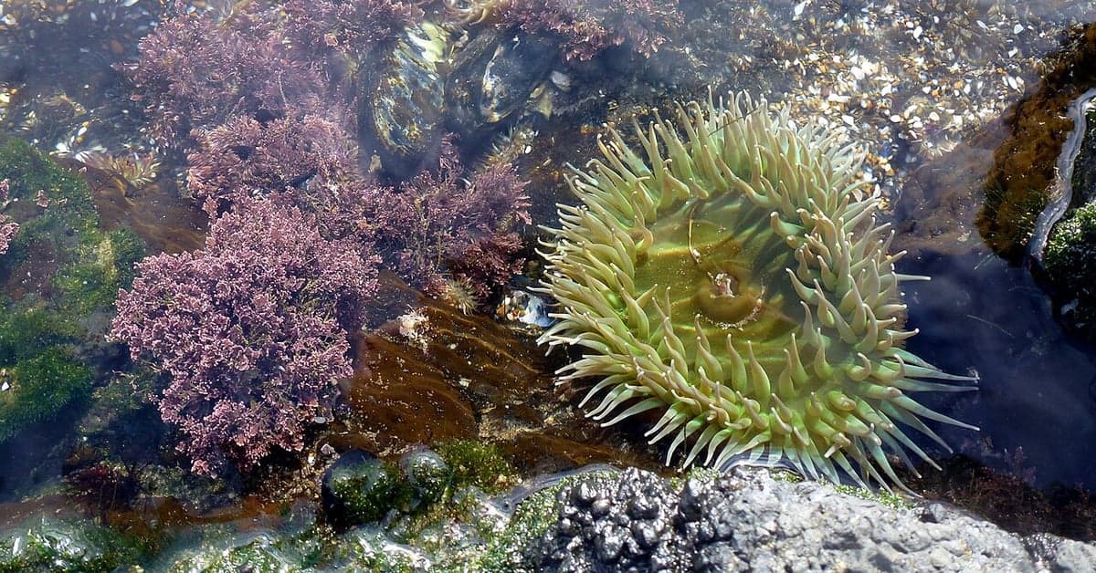 Tidal Pools: Where to Find Them and What Lives Inside